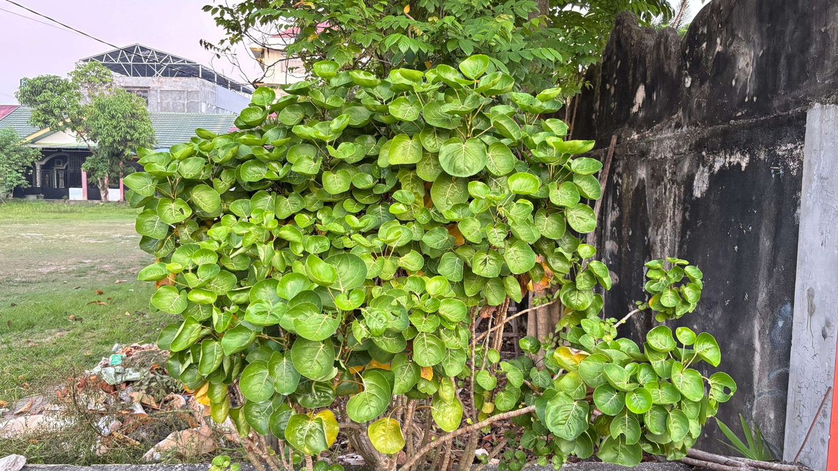 AbdeeFikri's tweet photo. @coffebit Botok godong mangkokan wes tau ngrasakne durung  mas bit🤣 https://t.co/IRnsIbLXRT