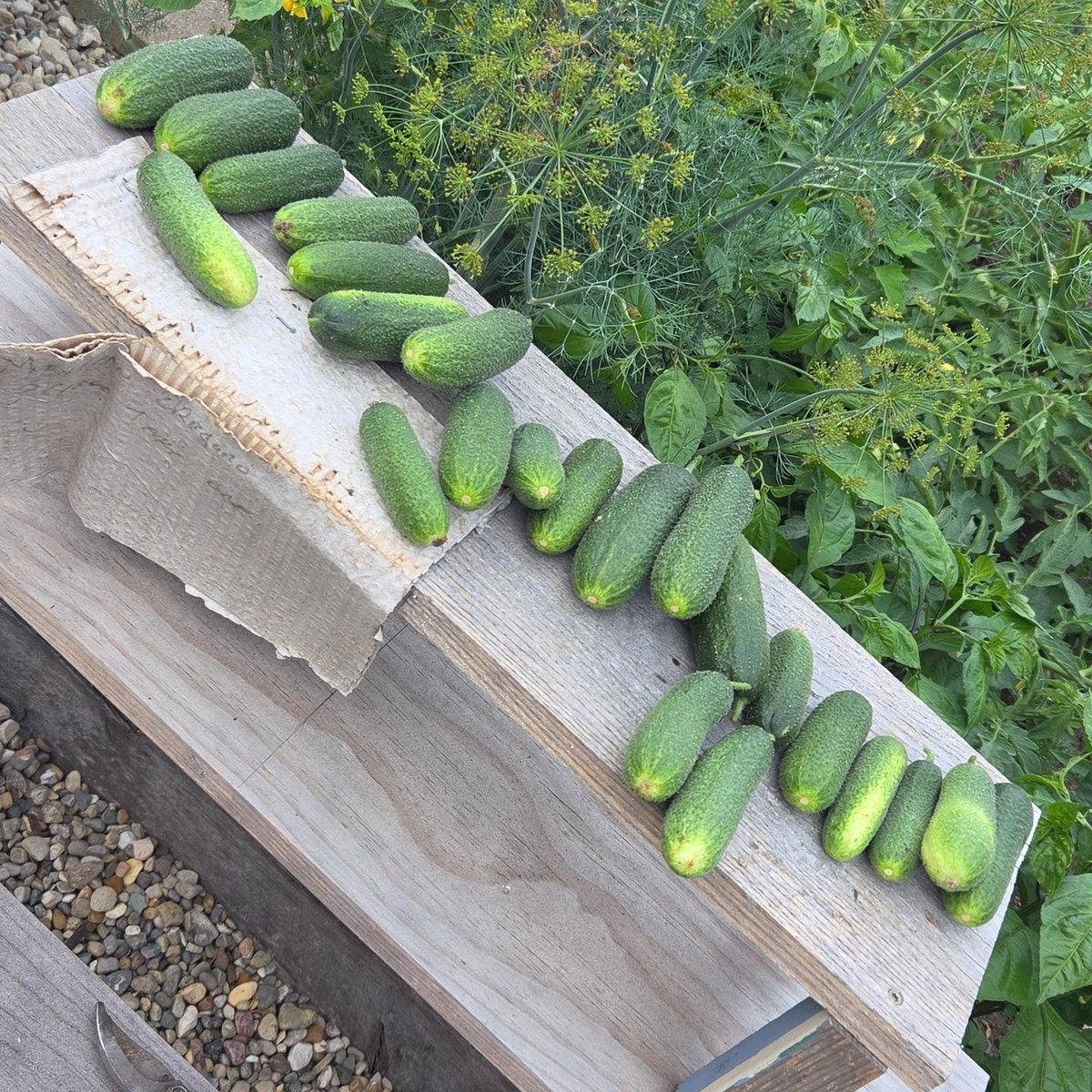 spizzammo's tweet photo. Staying home this weekend and #gherkin it. #ohiogardening #picklinainteasy https://t.co/Rh0l8xylim