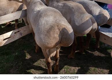 Joaquin1726's tweet photo. @GordoDan_ Con cabras gordo https://t.co/kmXya5ZEzv