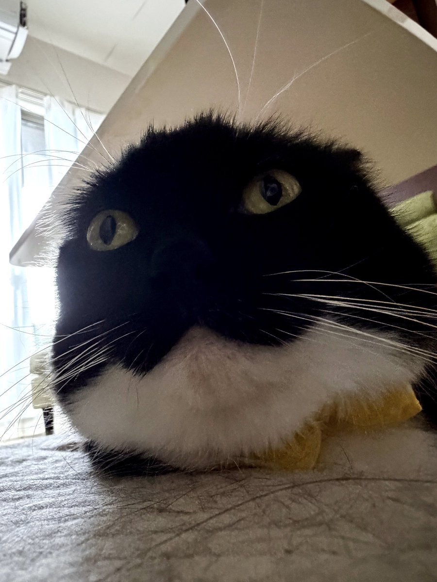 unicouniuni3's tweet photo. Uni, where did your ears go? https://t.co/FaBEGJEcDa