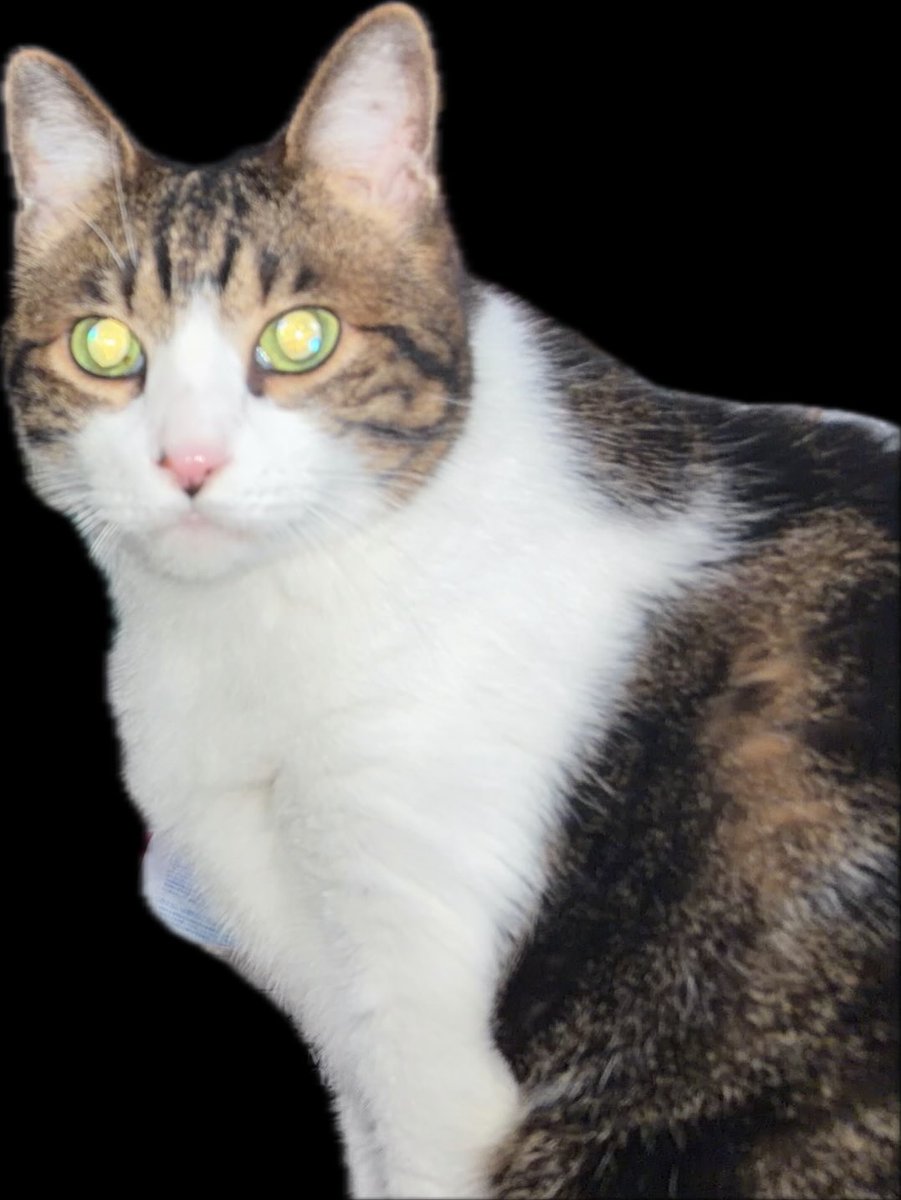 menya_1226's tweet photo. ごめん
フラッシュ📸

#猫のいるしあわせ 
#ねこ https://t.co/05ouL0Bp0y