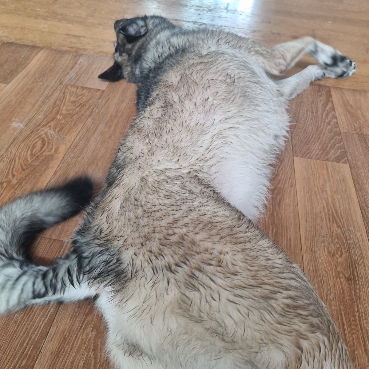 20180623bowwow's tweet photo. 원래 차차는 2인 1조로 목욕을 시켜야 하지만 식구들의 비협조적인 행태로 금일 혼자 시행했고 미치갱이 상태인 차차로 인해 들레와 격리 중.

기진맥진 + 24키로 털뚱이를 들었다 놨다...

이제 나는 몸져 누워 있어야 하는 타이밍인데 미치갱이 발광 털을 치워야 하는 순서가 남았다. https://t.co/zxLbVBeMfi