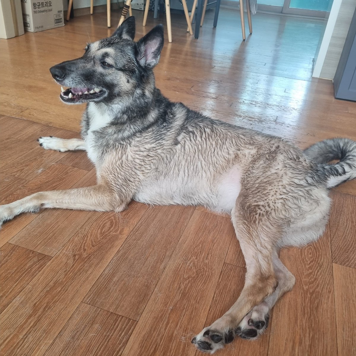 20180623bowwow's tweet photo. 원래 차차는 2인 1조로 목욕을 시켜야 하지만 식구들의 비협조적인 행태로 금일 혼자 시행했고 미치갱이 상태인 차차로 인해 들레와 격리 중.

기진맥진 + 24키로 털뚱이를 들었다 놨다...

이제 나는 몸져 누워 있어야 하는 타이밍인데 미치갱이 발광 털을 치워야 하는 순서가 남았다. https://t.co/zxLbVBeMfi