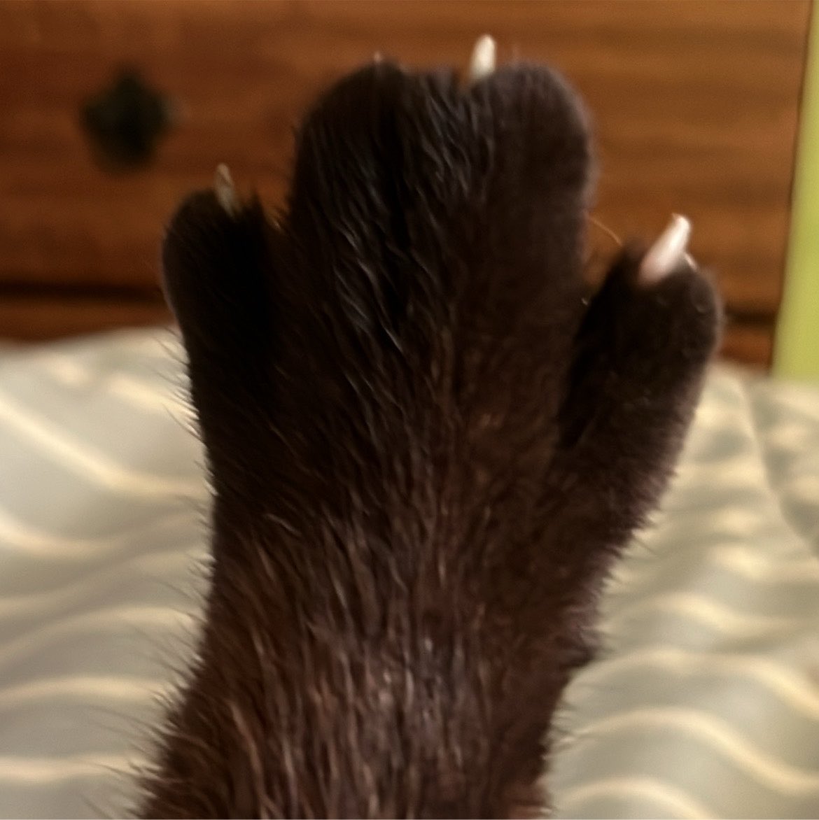 1qqtv's tweet photo. miren la pata de mi gato, aveces sospecho que es un pollo disfrazado https://t.co/pLXauV21x8