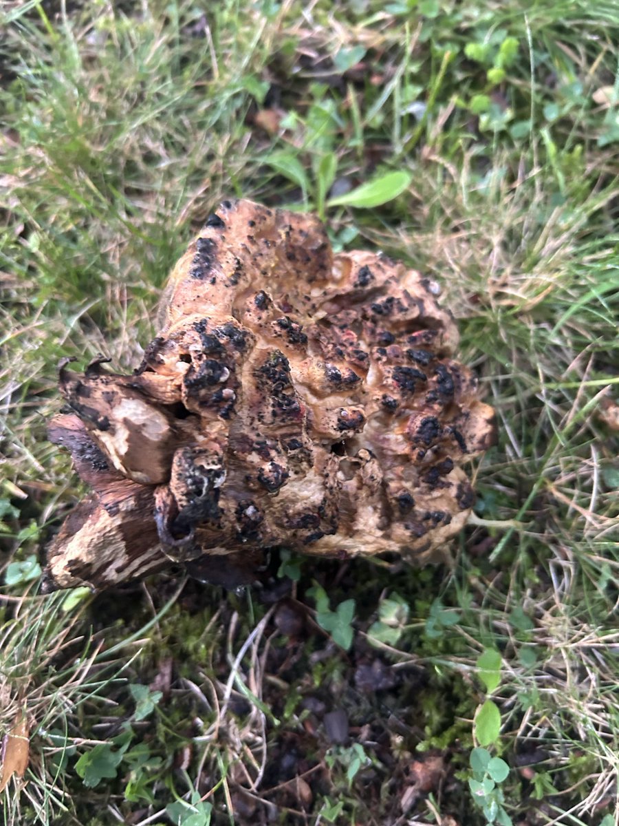 thefoxmarket's tweet photo. New mushroom 🤷‍♀️ https://t.co/V8MhR8JuRr