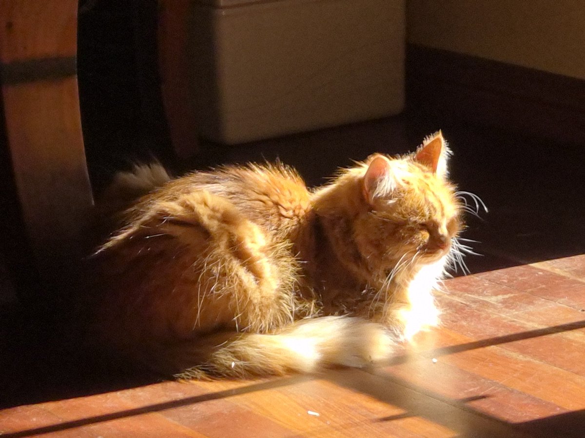 Sassy 🧡and 🌈 This Puss 🌈 tweet media