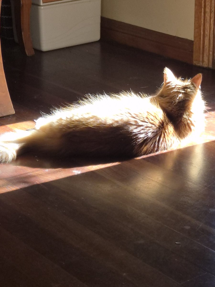 Sassy 🧡and 🌈 This Puss 🌈 tweet media