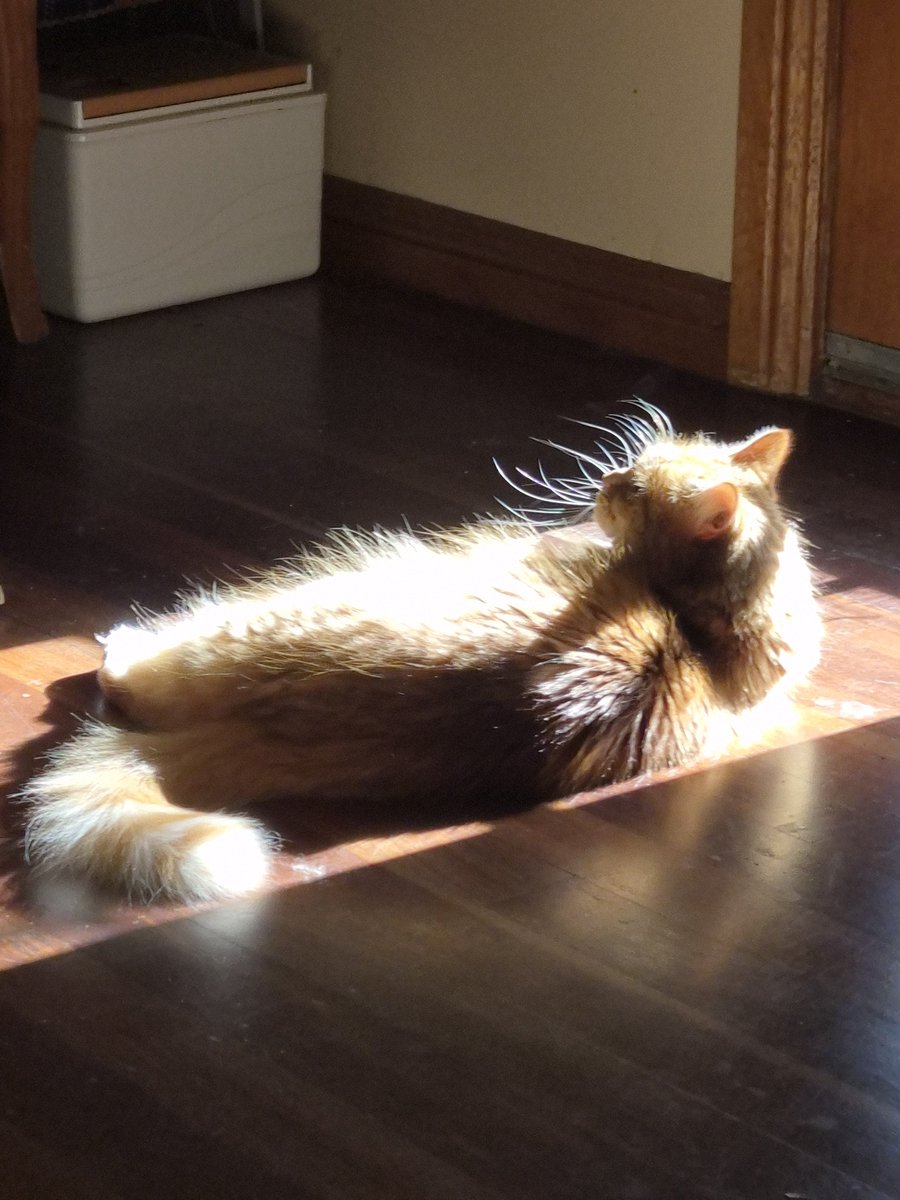 Sassy 🧡and 🌈 This Puss 🌈 tweet media