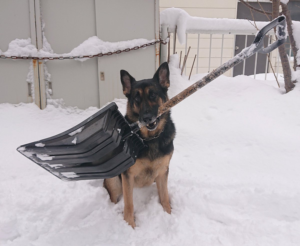 prucia_royal's tweet photo. 犬ってすぐ人間の真似するから尚更小さい子供みたいで可愛いんだよね　これは気持ちだけ除雪手伝ってる犬 https://t.co/tFzGKCovoy
