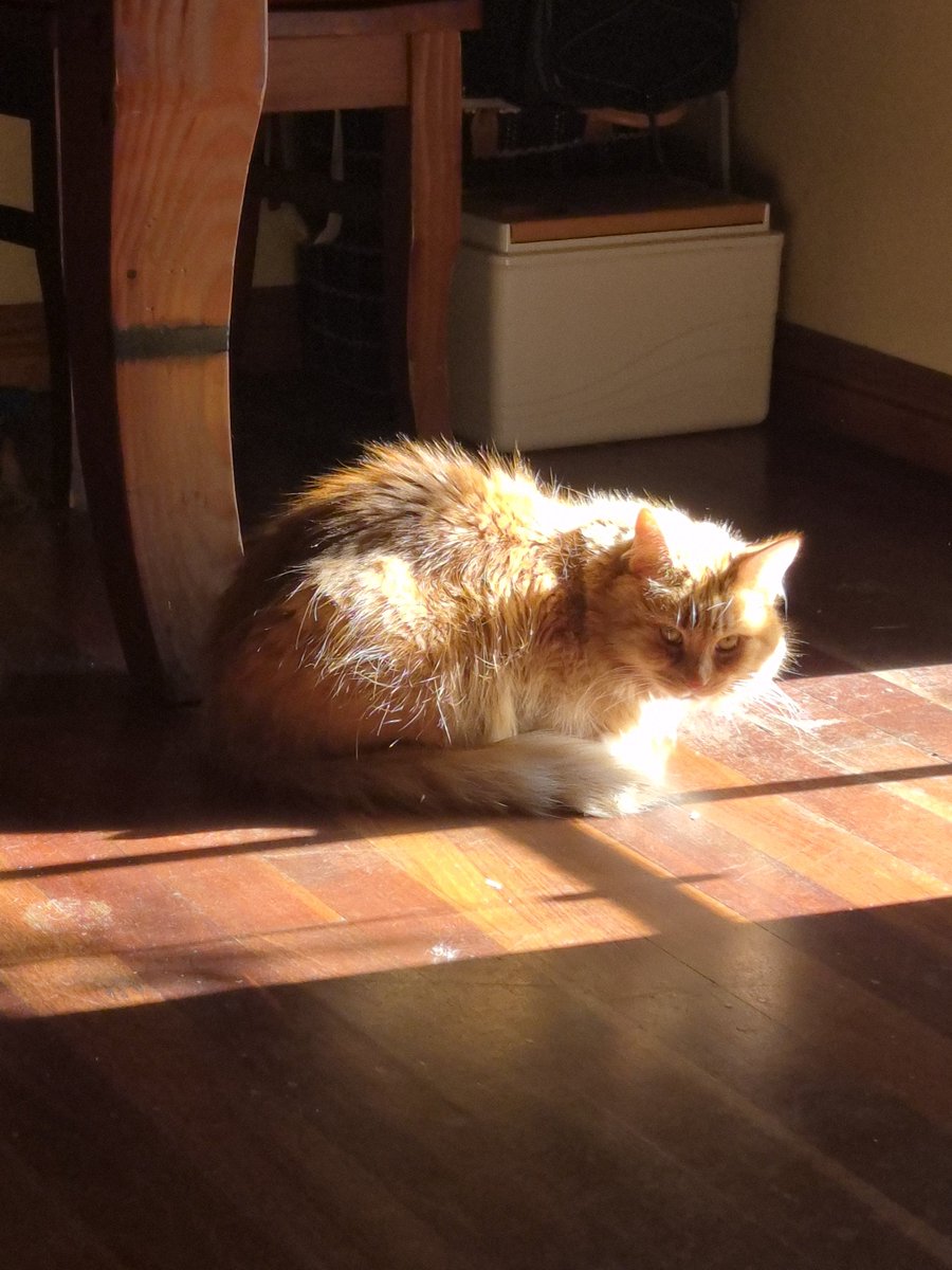 Sassy 🧡and 🌈 This Puss 🌈 tweet media