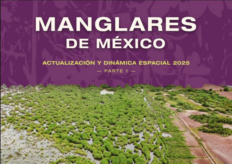 CONABIO's tweet photo. 🌿 La #CONABIO actualiza el conocimiento sobre los manglares en México‼️🚨
📘 Consulta el documento completo. Manglares de México: actualización y dinámica espacial 2025, un texto clave para conocer, monitorear y conservar estos ecosistemas fundamentales, la protección costera y el bienestar de las comunidades.
https://t.co/yq5IQfGXKF
Conocerlos es el primer paso para cuidarlos.
#ManglaresDeMéxico #CONABIO #BiodiversidadMexicana #MéxicoMegadiverso
