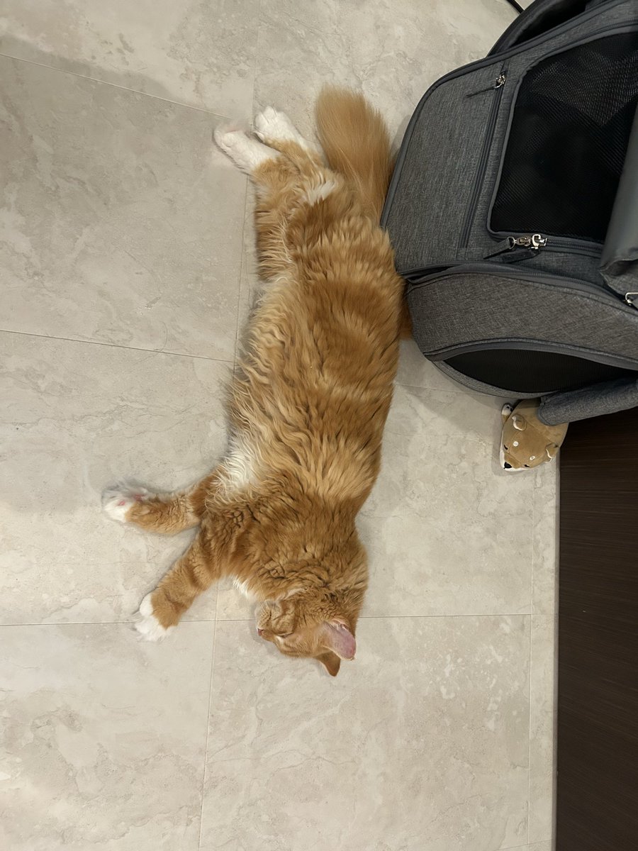 mugimugicute's tweet photo. 最近よく猫落ちてる

#サイベリアン
#猫のいる暮らし https://t.co/vIFvmdQpGS
