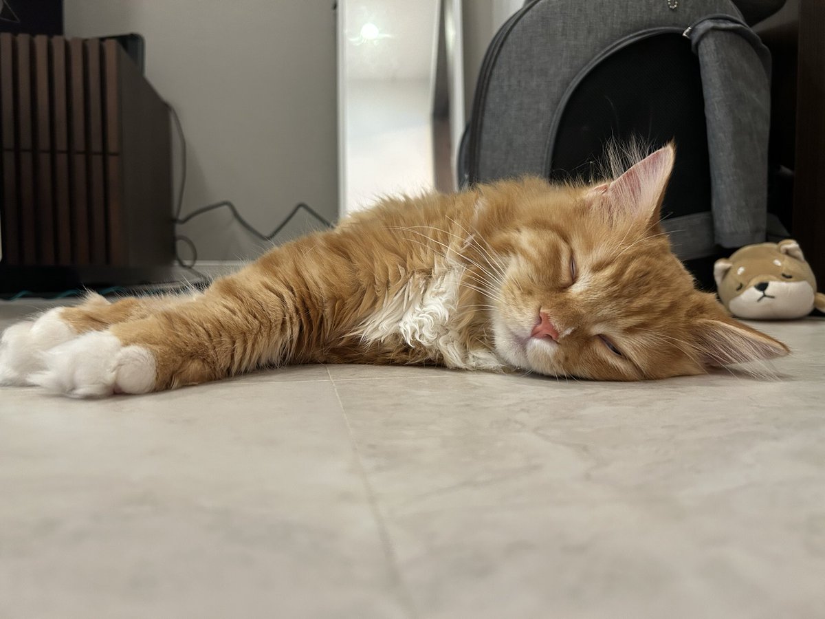 mugimugicute's tweet photo. 最近よく猫落ちてる

#サイベリアン
#猫のいる暮らし https://t.co/vIFvmdQpGS