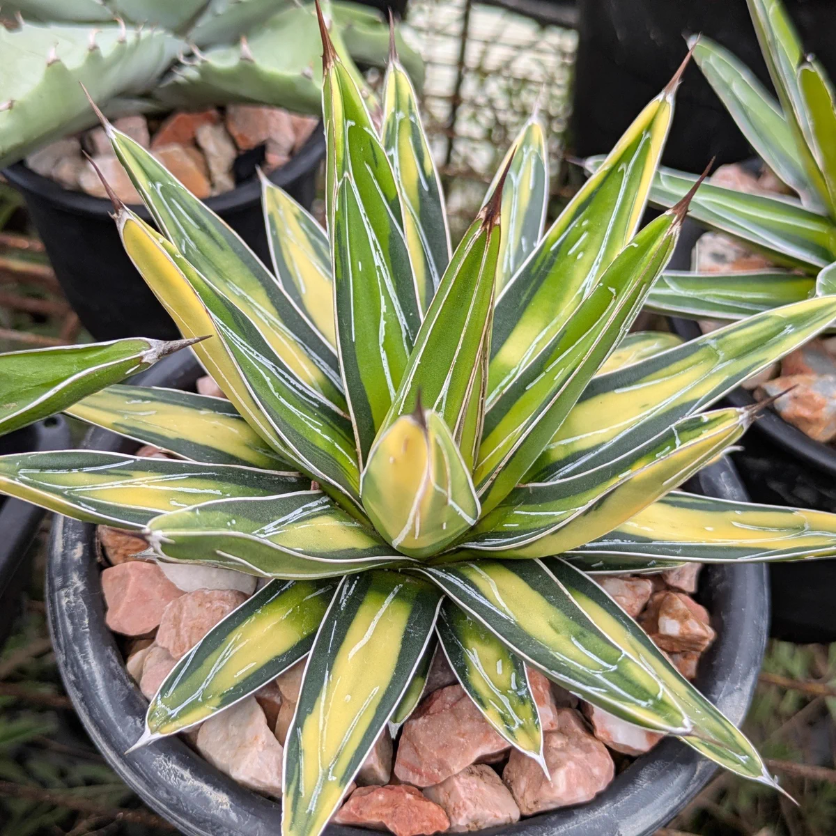 ROUKA plants (@ROUKAplants) / X