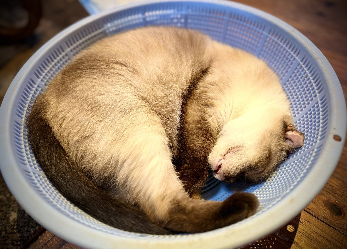 🏝️ザルねこ ミケ #猫