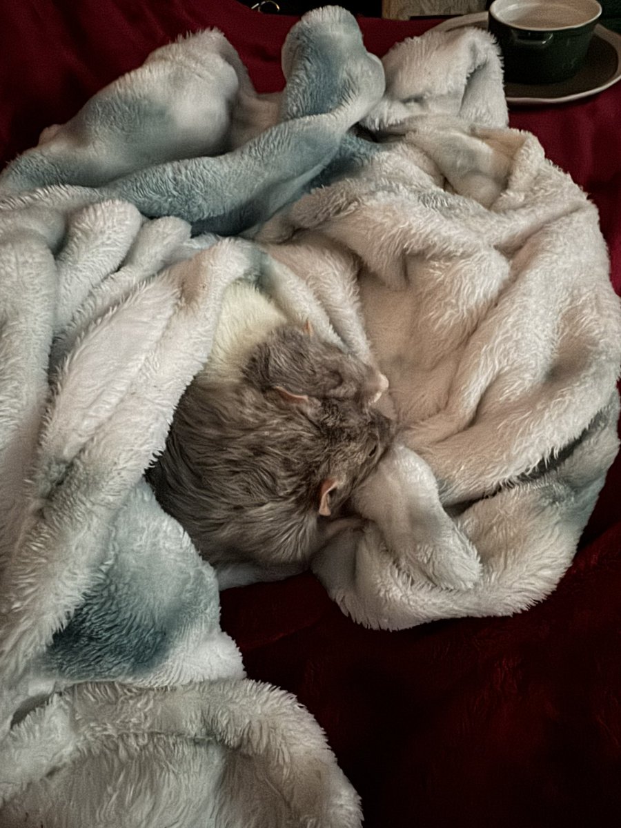 RatsPicnic's tweet photo. Brioche and Sprig, siblings, both almost 3 and in their final days ❤️‍🩹 https://t.co/7nD2g8ieDx