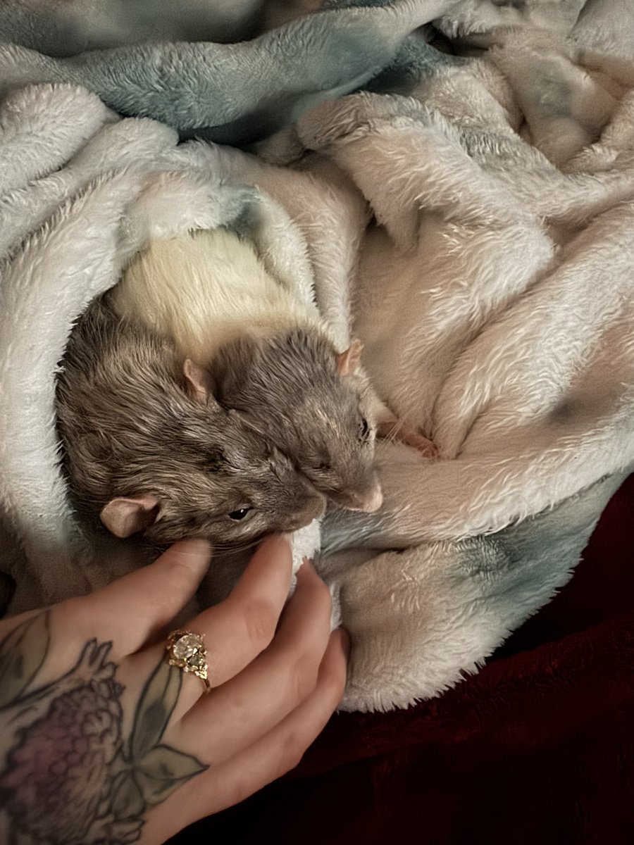 RatsPicnic's tweet photo. Brioche and Sprig, siblings, both almost 3 and in their final days ❤️‍🩹 https://t.co/7nD2g8ieDx