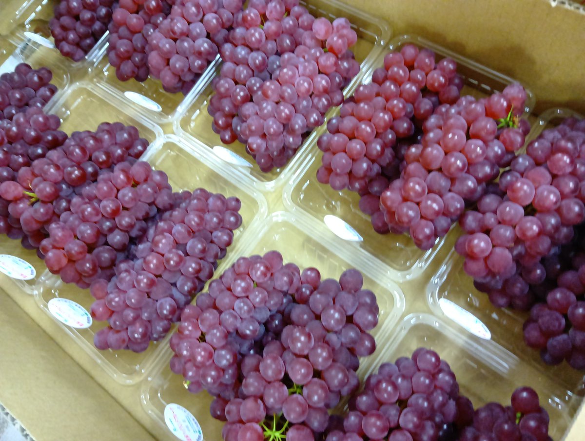 fg_yamabe's tweet photo. 露地栽培のぶどう🍇デラウェアが出始めましたよぉ〜
#ぶどう　#山辺ワイナリー　#ファーマーズガーデンやまべ　#農産物直売所 https://t.co/HiGHGguJ3g