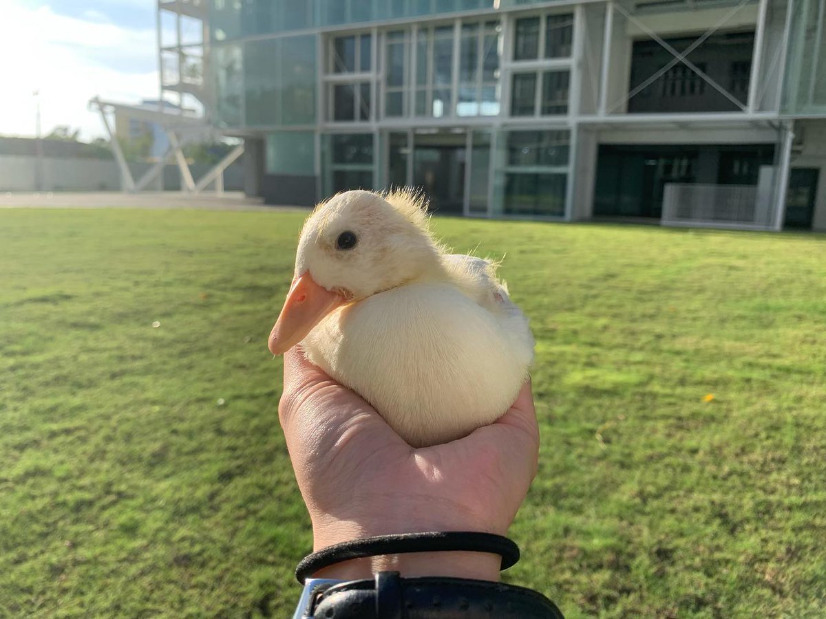 _doruduck_'s tweet photo. #
豆乳又結交到新朋友叔叔了🦫
親善大使到目前結交的朋友真是多采多姿🤣
有鴨、有貓、有狗、有鸚鵡、有老鼠（還有實驗鼠🐁）
根本就不會想到還交得到水豚好朋友😆😆
希望叔叔會喜歡豆乳幫忙馬殺雞兼搔癢癢😆 
下次頂橘子🍊可以考慮換頂我喔🪿… https://t.co/At5OyvmrOg
