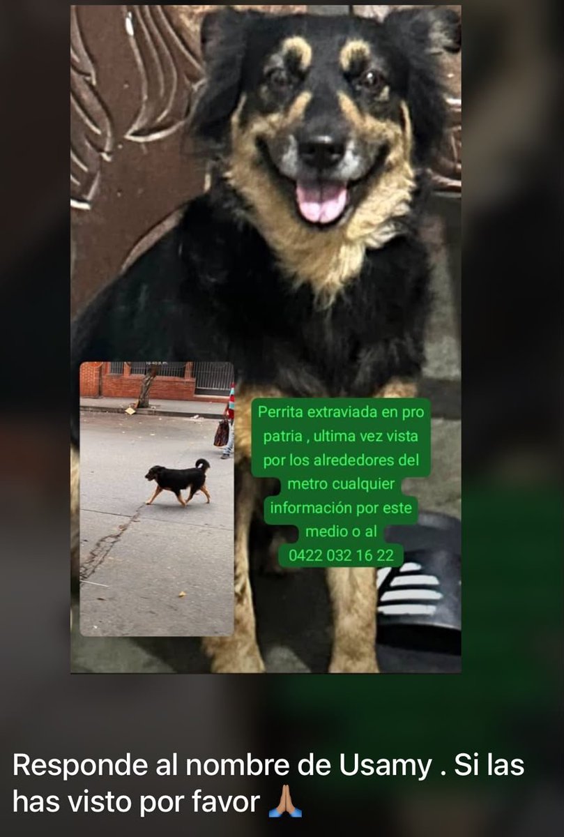 RamsesVazBlanco's tweet photo. Extraviada. Gracias.🙏🐾🐶💔😔🇻🇪 https://t.co/iCfKZymvUc