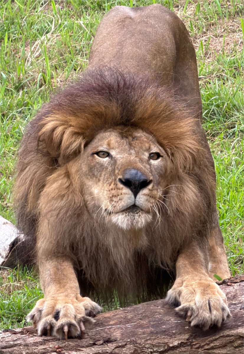 ChibaZoo's tweet photo. 今日のトウヤ（飼2）#千葉市動物公園 #ライオン https://t.co/b86j6RJvJj