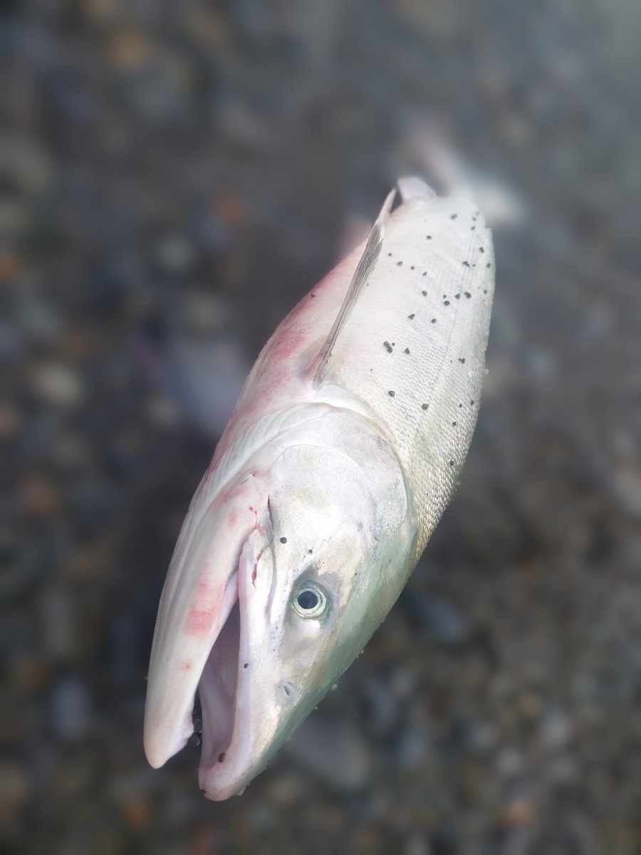 Angler_Hiro95's tweet photo. 速報‼️
今年も会えました。 https://t.co/DR8gIyGjKA
