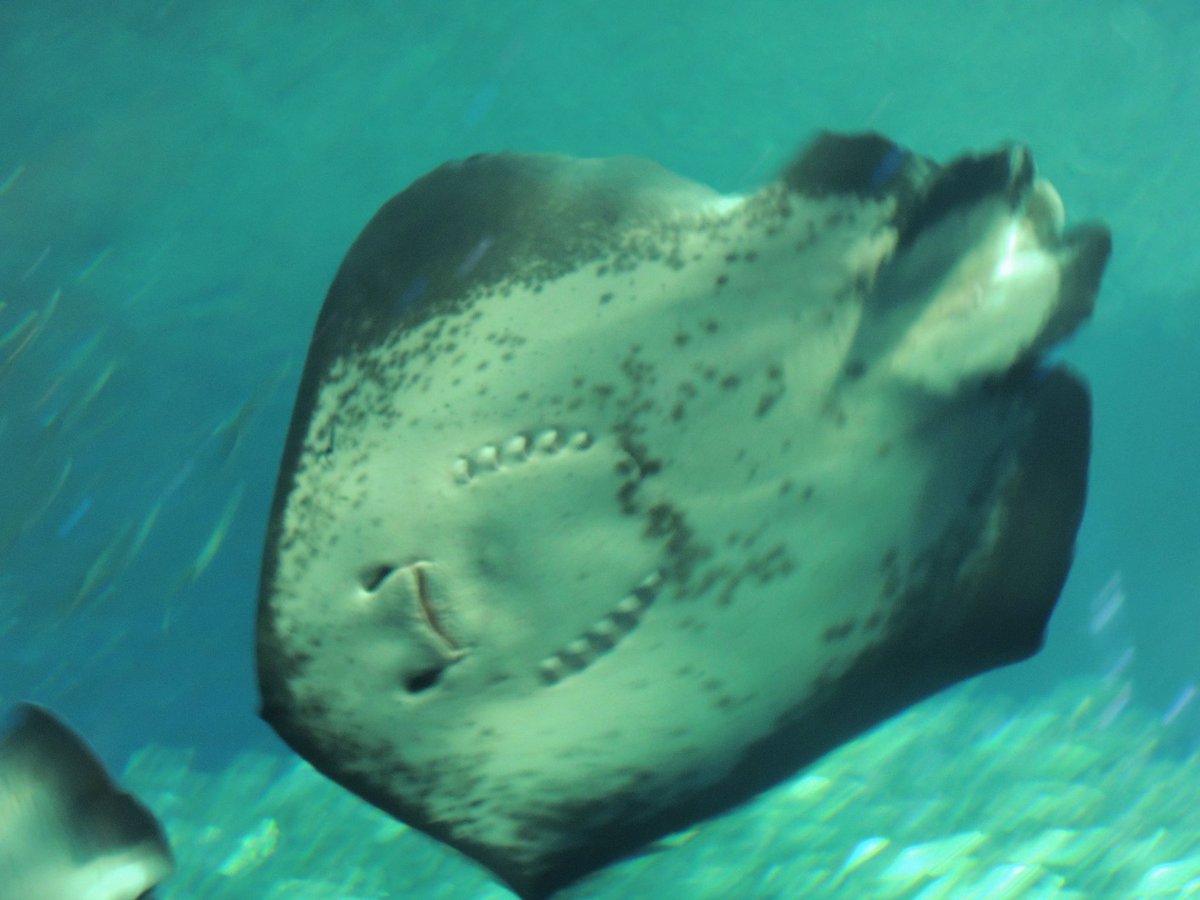 riria___0000's tweet photo. ＠KonaTsukine と浴衣着て水族館デートしてきた🩷 https://t.co/27509NUhOg