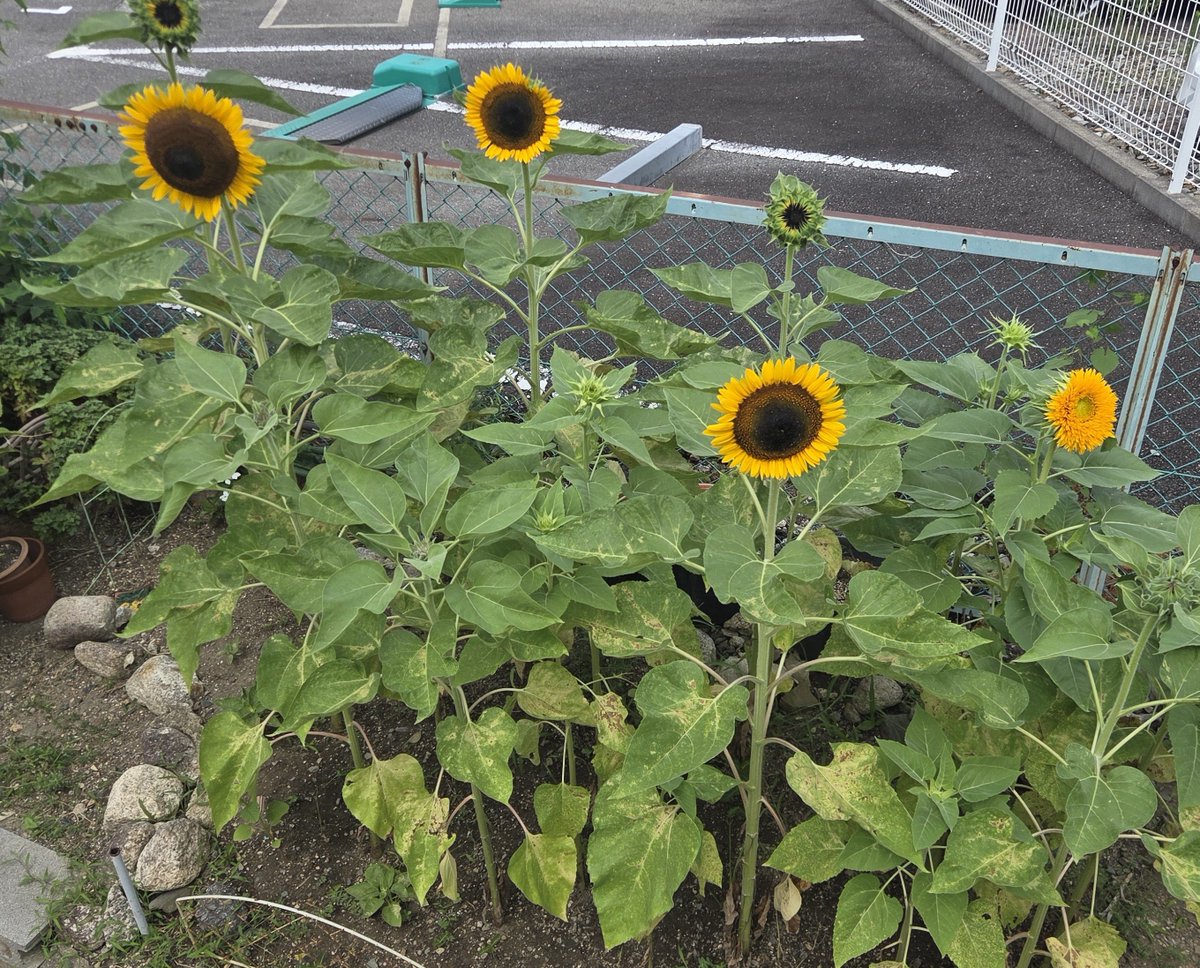 SORA42022010902's tweet photo. おはようございます
今日も暑い1日の始まりですね☀️

朝早くから愛犬達とのお散歩を済ませ、洗濯掃除、家の用事して汗だくです👕💦

サロンの前に綺麗な向日葵が咲き始めました🌻夏を感じますね。

皆様も素敵な週末をお過ごし下さい🏖️

本日はご予約🈵️です🙏

皆様にとって素敵な1日になりますように🌿