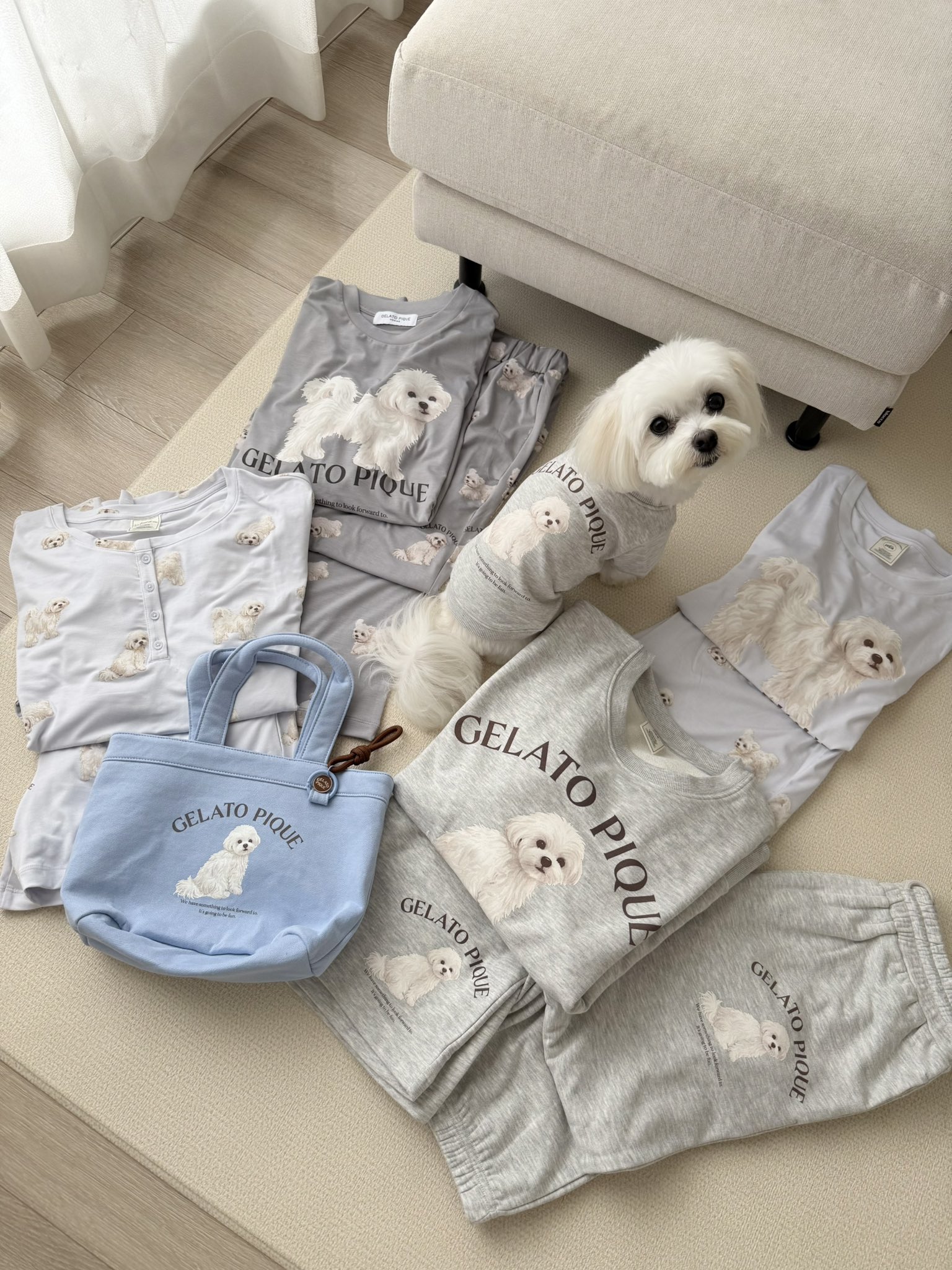 🐾マルチーズのほっけ on X: 