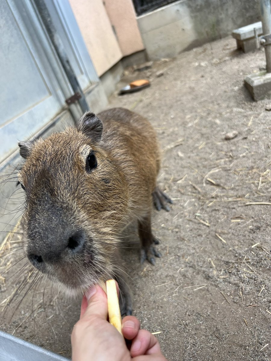 suzakazoo's tweet photo. おはようございます❗️
今日からサタデー・ナイト・ZOOが始まります🌙

初めてのナイトZOOとなる新入りのゴエモン♂
ビビりな子ですのでそーっと見守ってね🍀
手渡しの給餌もやっと慣れてきた様子です♪

チケットは1日券で夜だけでなく日中も！お越しくださいね😉

暑さ対策願います🫡🧊

 #カピバラ https://t.co/fmimd6ENlE
