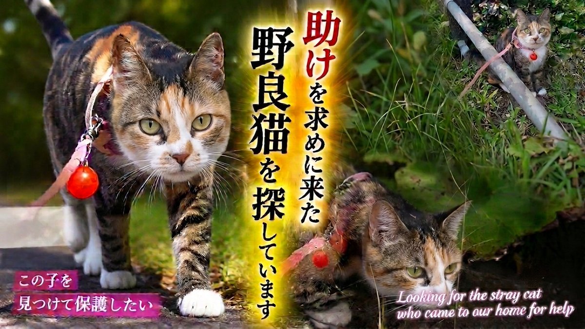 SskNo1's tweet photo. 野良猫が助けを求めに、我家へやって来た？保護しようとしたら大変な目に！

視聴はこちらです→(https://t.co/DXtl0OC1Eo)     ※宜しければリツイートをお願いします   #猫 #ねこ #ネコ #猫のいる暮らし #猫好きさんと繋がりたい #cat #保護猫 https://t.co/d39wRJB4H8
