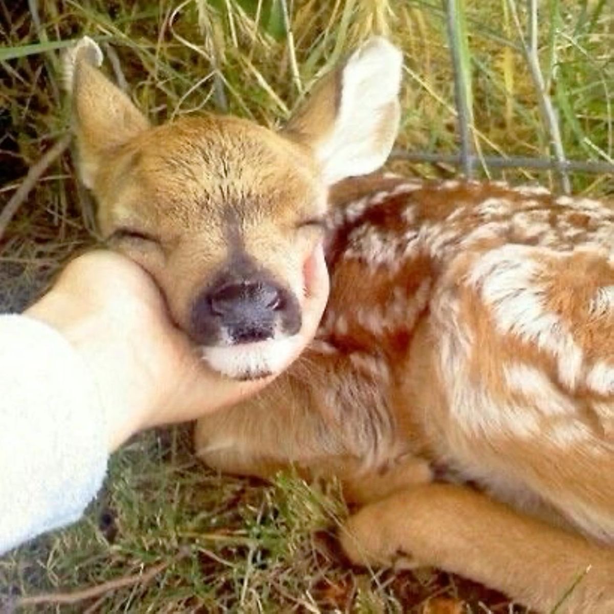 babybambikoo's tweet photo. happy bambi >w< https://t.co/4yqeqADXmV