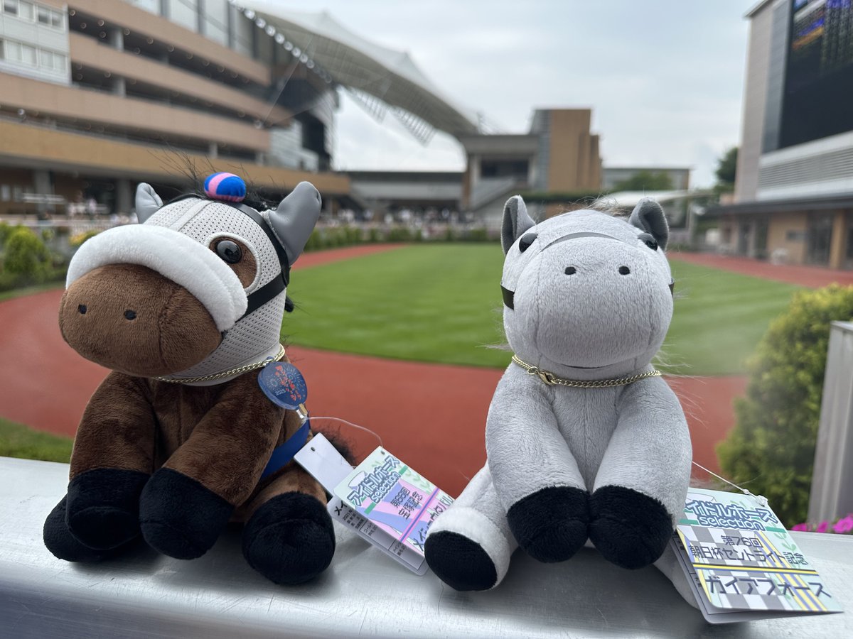 メイショウタバル&ガイアフォースアイドルホースセット　競馬　JRA ついにガイアフォースとメイショウタバルのアイドルホースGETしたー