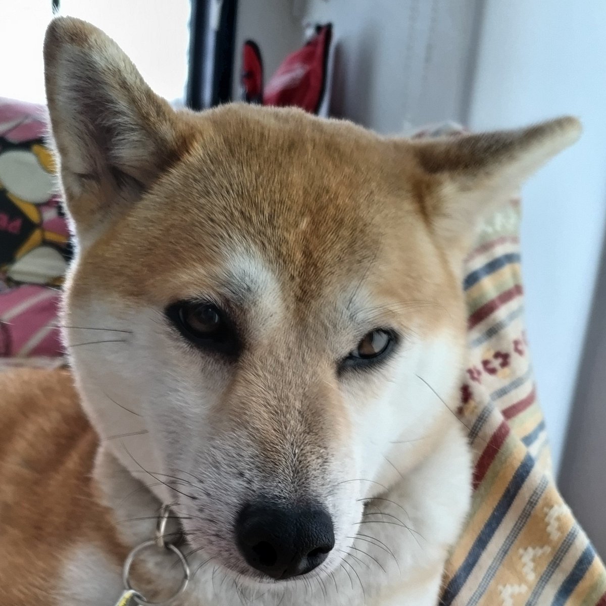 AkashibaMugi's tweet photo. ミーアキャット味が高く感じる妹柴…アイラインかなぁ？（まあ、飼い主だからだろうけどね）その証拠に、並べるとそんなににてない(笑)
カンガルーの写真でもあ！キナに似てる！と思う私の頭のなかほぼむーきななんだろうなぁ(笑) https://t.co/sbZuGtdDb3
