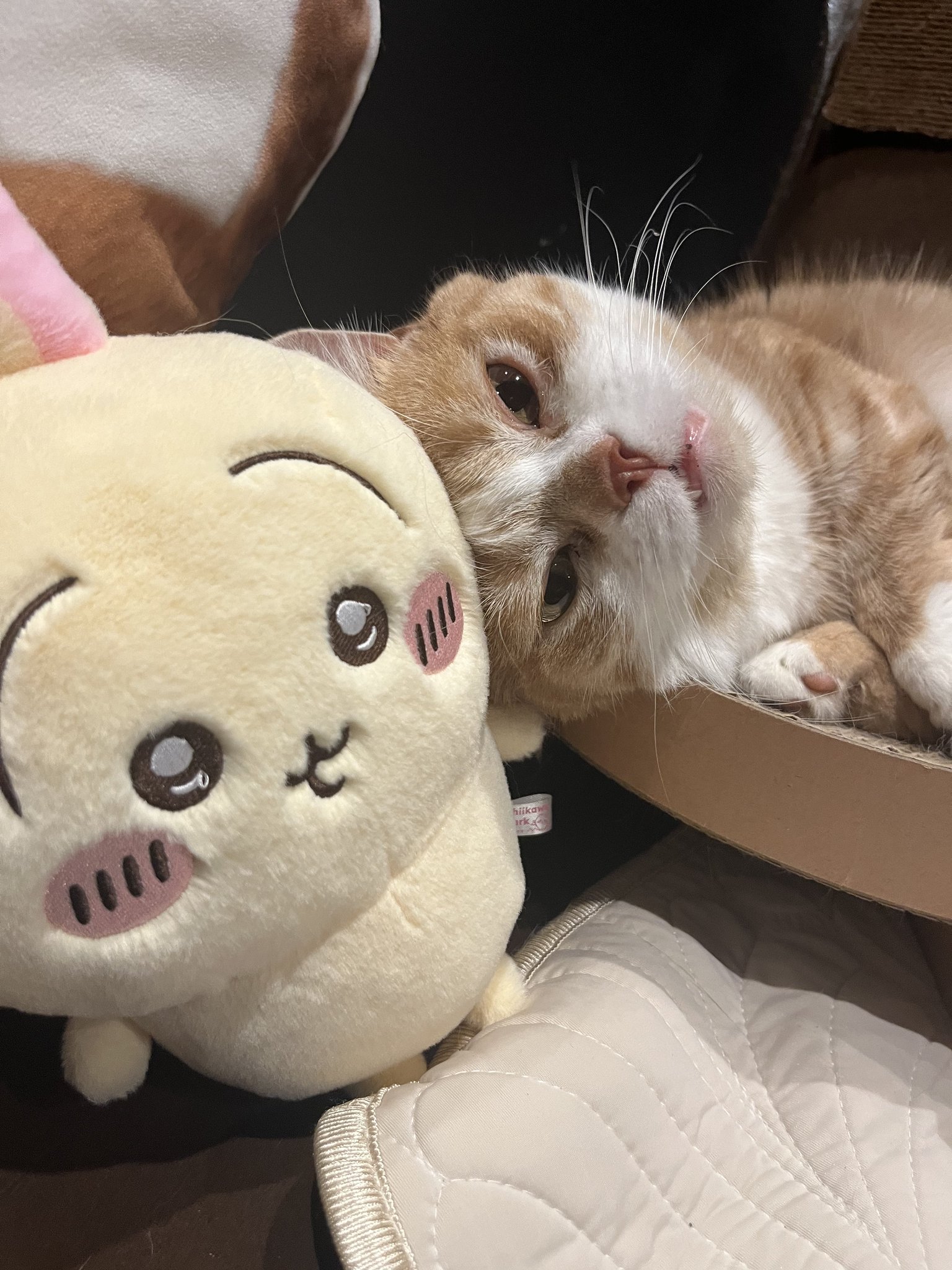 猫好き太郎 虎太郎(5歳) on X: 
