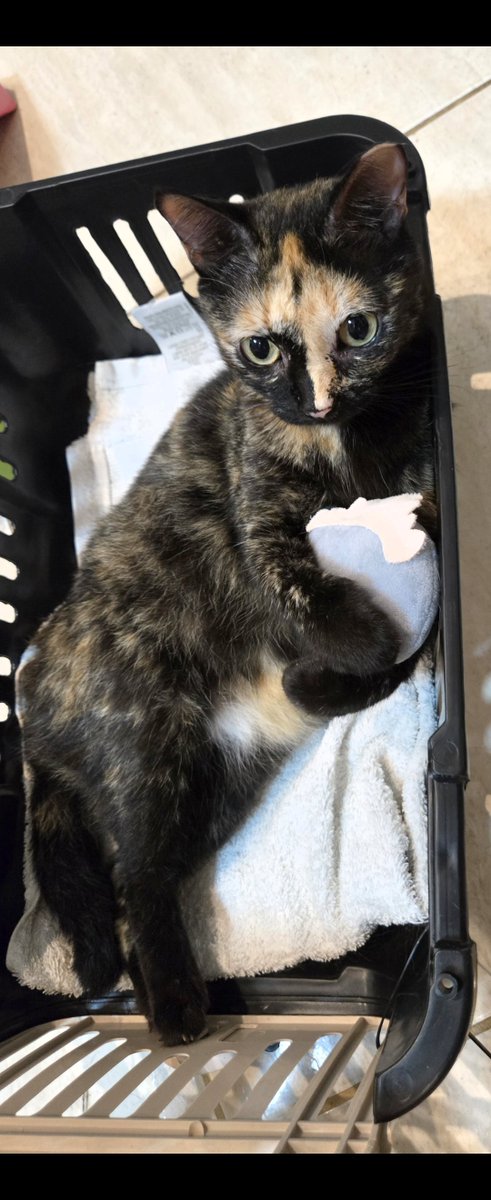 eu sei a verdade sobre cuba tweet media