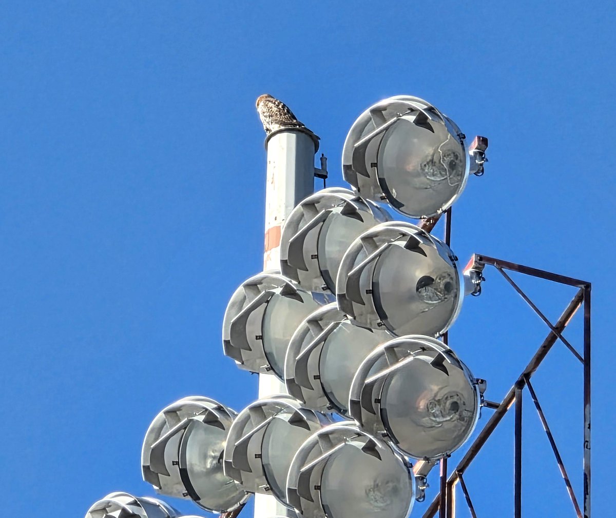 CornellHawks's tweet photo. 19:27, 7/31 P1 &amp; P2 spotted at the Stadium w/calls back &amp; forth!

One P flew across the Stadium, chased a pigeon &amp; headed toward Statler while the other P remained at the Stadium.   

Lovely BR spotted on top of McGraw this evening.

Many thanks to Suzanne &amp; woodg for the report! https://t.co/tbYcEenPcm