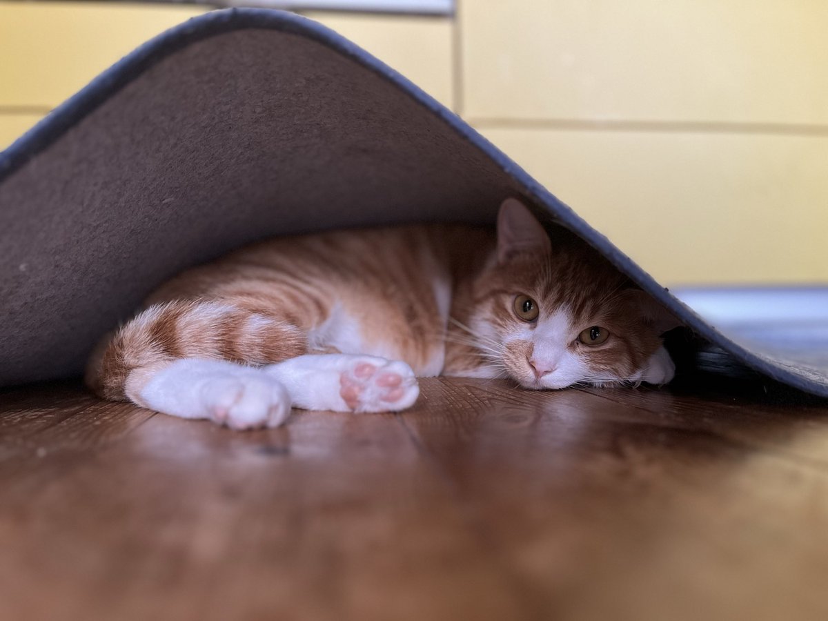 ReN_sub3's tweet photo. 実は7／13日から愛猫1匹脱走してました
茨城県日立市折笠町周辺です
見かけた方はDMお願いします
#猫　#脱走  #拡散希望　#拡散希望ＲＴお願い致します https://t.co/iAqBc6k5yg