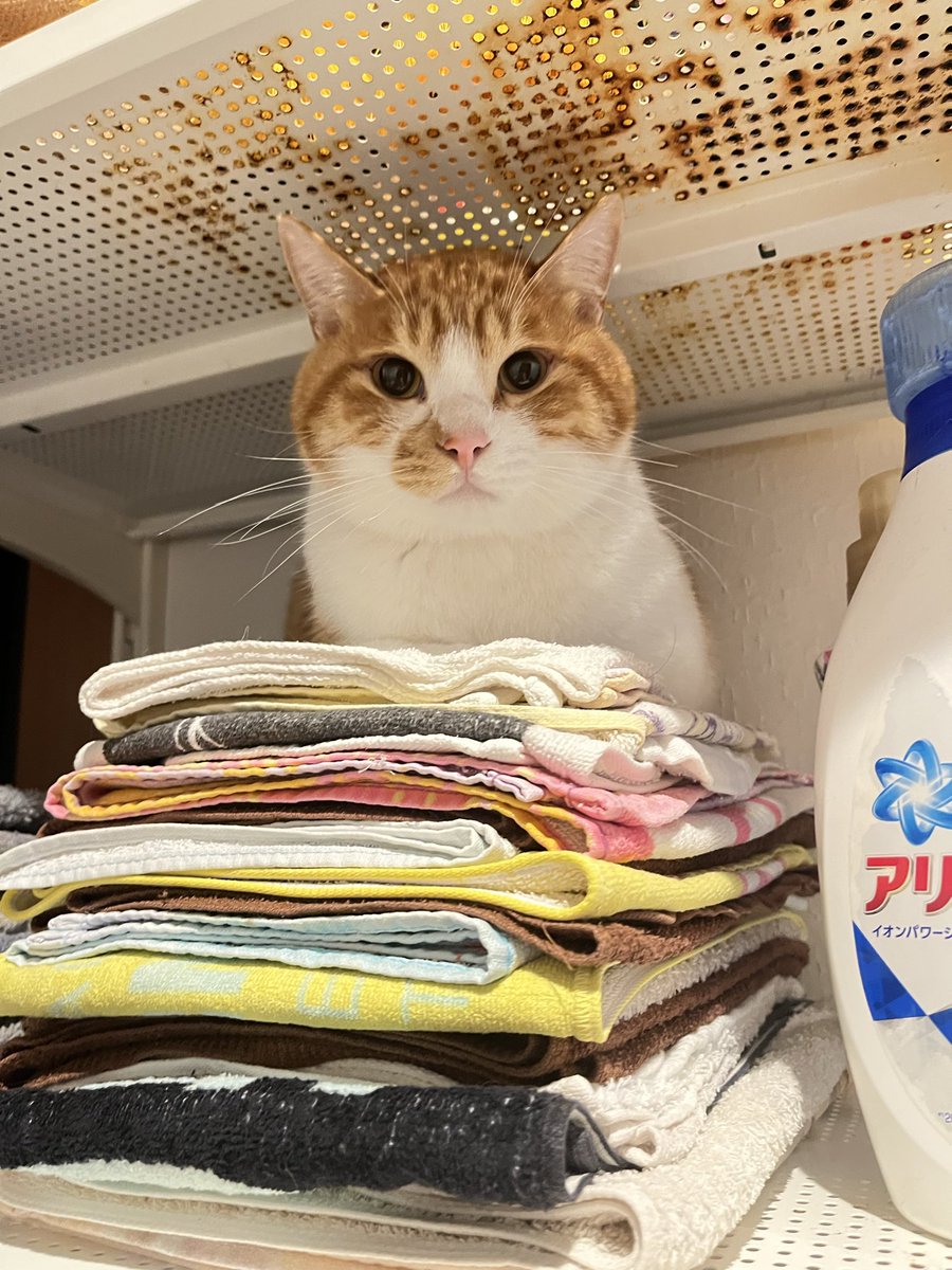 ReN_sub3's tweet photo. 実は7／13日から愛猫1匹脱走してました
茨城県日立市折笠町周辺です
見かけた方はDMお願いします
#猫　#脱走  #拡散希望　#拡散希望ＲＴお願い致します https://t.co/iAqBc6k5yg