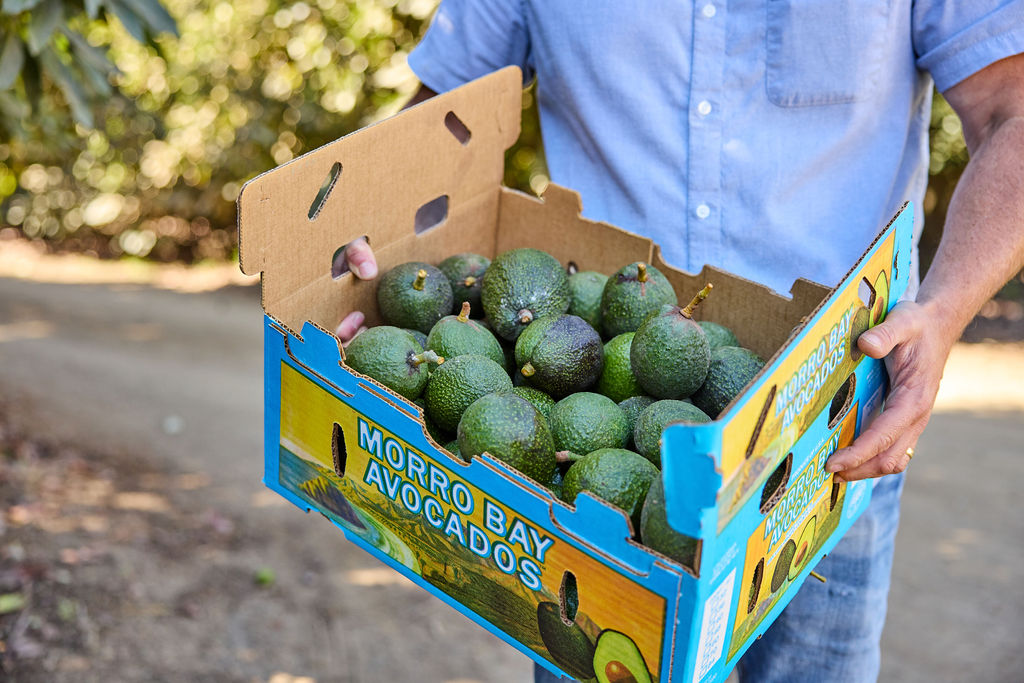 AvoMargFest's tweet photo. 🥑 Happy #NationalAvocadoDay!

We love California-grown avocados so much...
...we built an entire festival around them.

See you September 12.
🎟️ https://t.co/oazuopXq6m 

#AvoMargFest #VisitMorroBay https://t.co/qRAokAR6HX