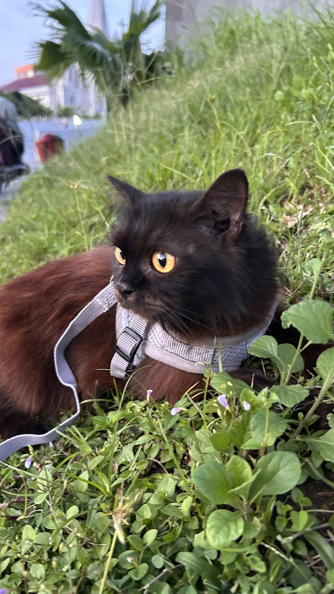 Relatelyfes's tweet photo. Jalan jalan sore kemarin bersama totom #kucing https://t.co/xdoyphbhEe