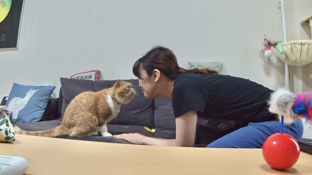 minnano_zoo_ntv's tweet photo. #嗚呼みんなの動物園 
今夜7時から！

花＊花 おのまきこさんが預かる
ブサカワ猫「ニャオハ」🌿の元には
timelesz猪俣周杜さんが訪問💛

猫愛が止まらない猪俣さん、
持ってきた袋の中には
大量のおもちゃとおやつが🤩

ぜひご覧ください💕 https://t.co/VetFqYv4hL