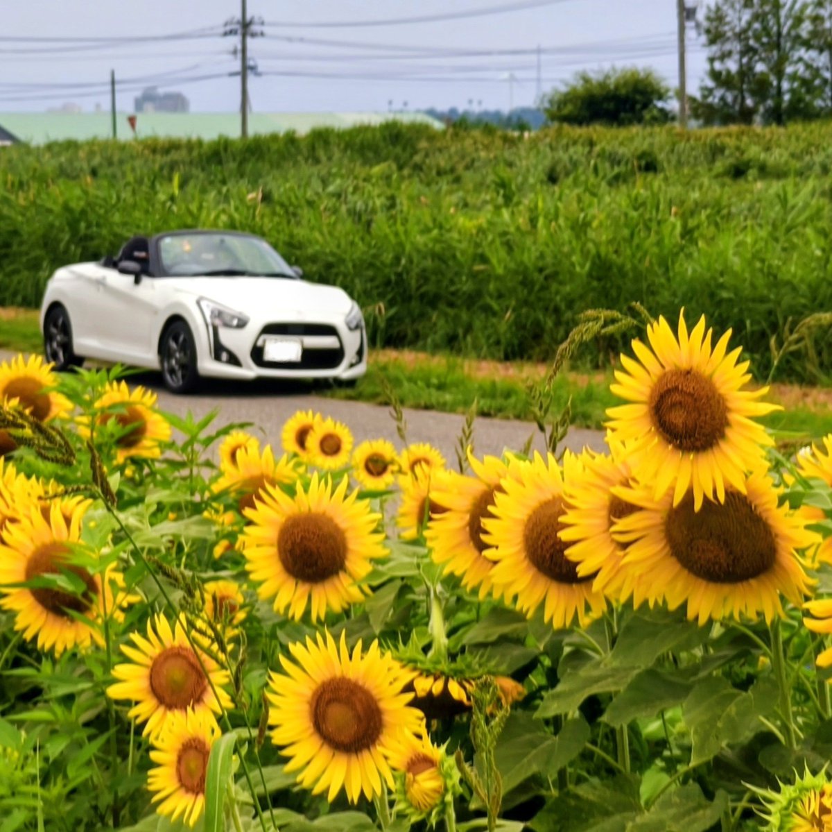 kenmu5671's tweet photo. ヒマワリ村で朝活いつも花があっち向いているが今回は先客のロードスターの方に教てもらったアングルから https://t.co/5LV5zmTe3C