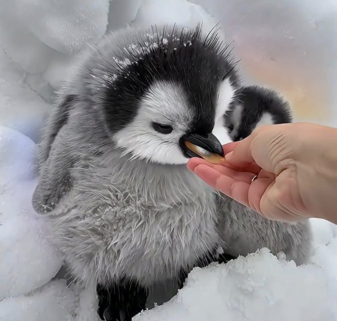Penguin tweet media