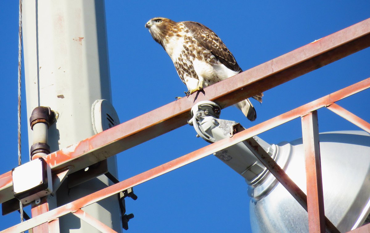 CornellHawks's tweet photo. 19:27, 7/31 P1 &amp; P2 spotted at the Stadium w/calls back &amp; forth!

One P flew across the Stadium, chased a pigeon &amp; headed toward Statler while the other P remained at the Stadium.   

Lovely BR spotted on top of McGraw this evening.

Many thanks to Suzanne &amp; woodg for the report! https://t.co/tbYcEenPcm