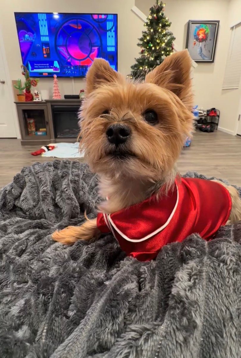 droeugc's tweet photo. That's a wrap on July, 28 days of shoots, snacks, and me stealing the spotlight. See everything Mom, Dad, and I made: https://t.co/AUV41jWUWP #PetUGC #DogUGC #UGC #DogsOfTwitter https://t.co/ac7KXVEfpW