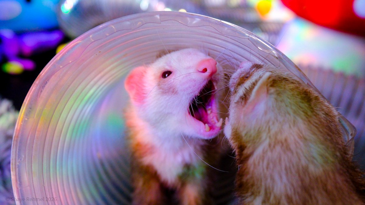 PirateSoftware's tweet photo. Interdimensional Screaming https://t.co/77MulLTK3A