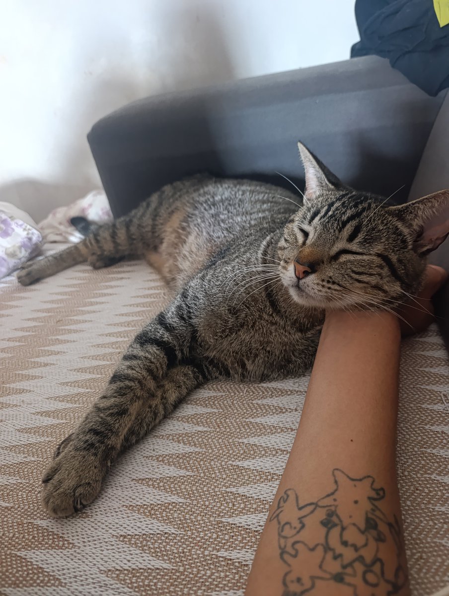 malusavinon's tweet photo. @ilfillorosso meu limão tbm fez mas ele é um não binário q ainda usa o nome de batismo https://t.co/pxI2HgUgu8