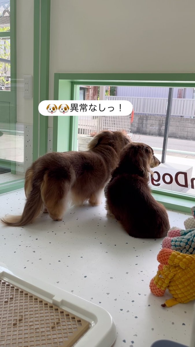_wandog_'s tweet photo. https://t.co/CjrE0cRuIv