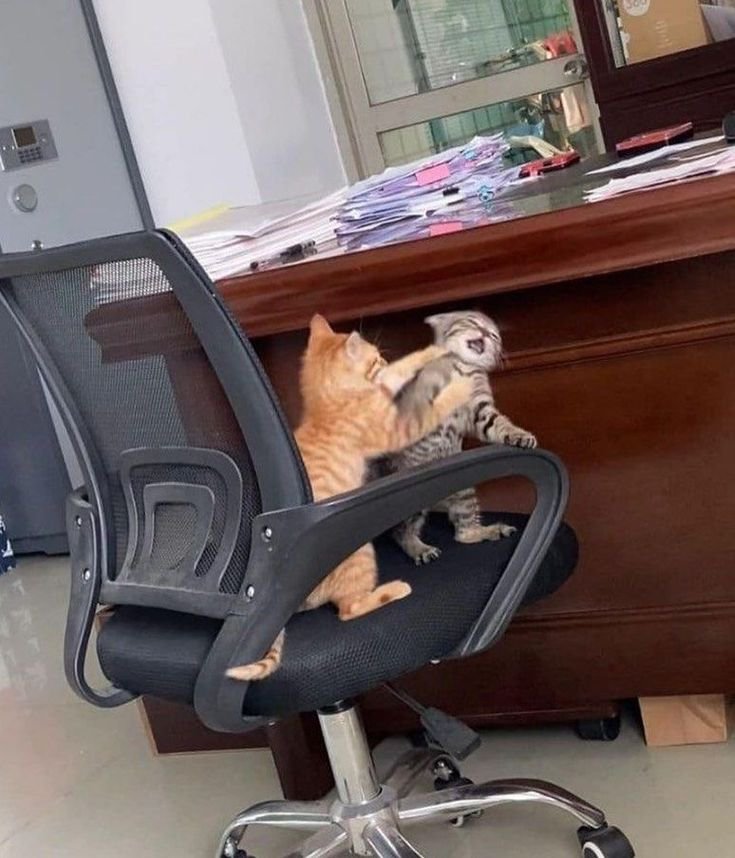 okai_so's tweet photo. @ThePetsX office worker drama https://t.co/oLPxXA3eDt